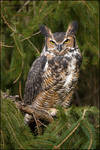 Great Horned Owl by gregster09