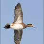 American Wigeon in flight