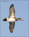 American Wigeon in flight by gregster09