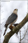 Cooper's Hawk with Starling by gregster09