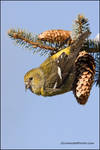 White-Winged Crossbill by gregster09