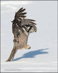 Northern Hawk Owl pouncing by gregster09