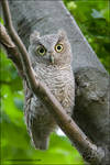 Eastern Screech Owlet by gregster09