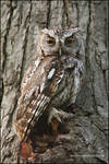 Eastern Screech Owl camoflauge by gregster09