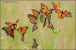 Monarch butterfly roost by gregster09