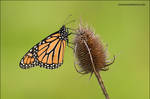 Monarch butterfly by gregster09