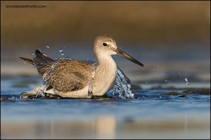 Willet bathing