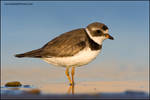 Semi-Palmated Plover by gregster09