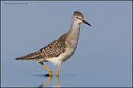 Lesser Yellowlegs wading by gregster09