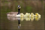 Canada Goose family by gregster09