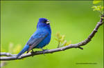 Indigo Bunting singing by gregster09
