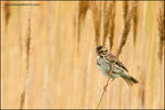 Savannah sparrow singing by gregster09