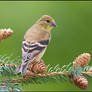 American Goldfinch juvenile