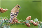 American Goldfinch juvenile by gregster09