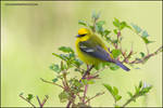 Blue-Winged Warbler by gregster09