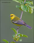 Blue-Winged Warbler's profile by gregster09