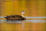American Black Duck by gregster09