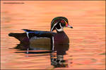 Wood Duck male on pink by gregster09