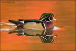 Wood Duck at last light by gregster09