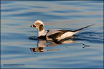 Long-Tailed duck by gregster09