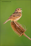 Grasshopper Sparrow by gregster09
