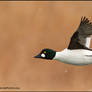 Common Goldeneye in snow