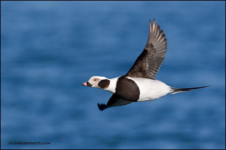 Long-Tailed Duck banking