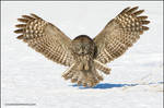 Great Gray Owl incoming by gregster09