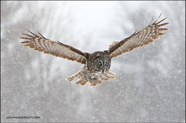 Great Gray owl hunting in snow