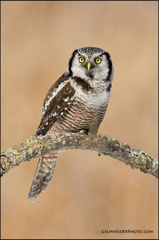 Northern Hawk Owl perched