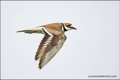 Killdeer in flight