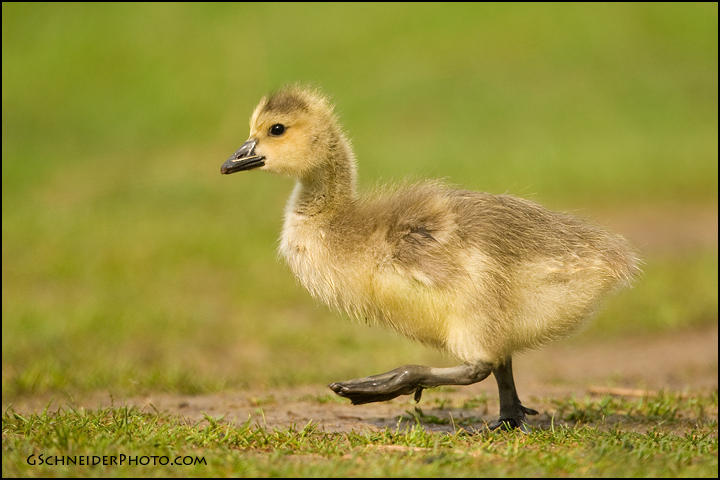 'Goose Stepping'