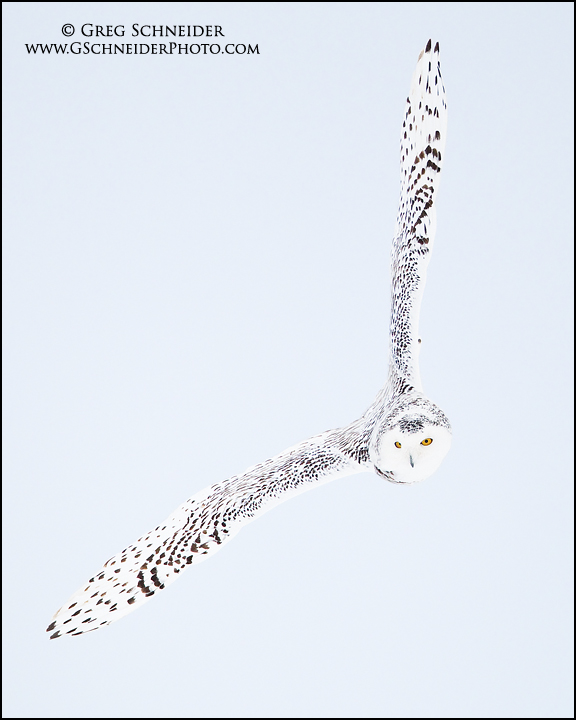 Snowy Owl Banking