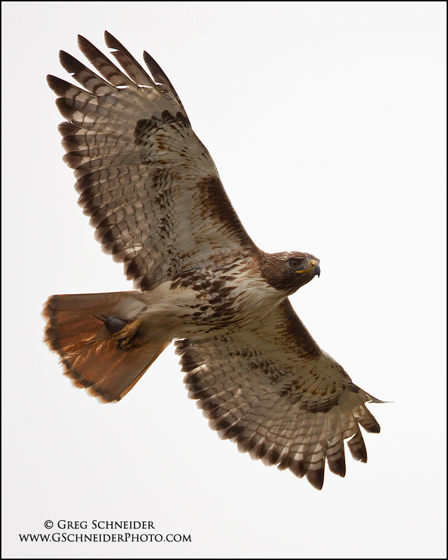 Red-Tailed Hawk with mouse