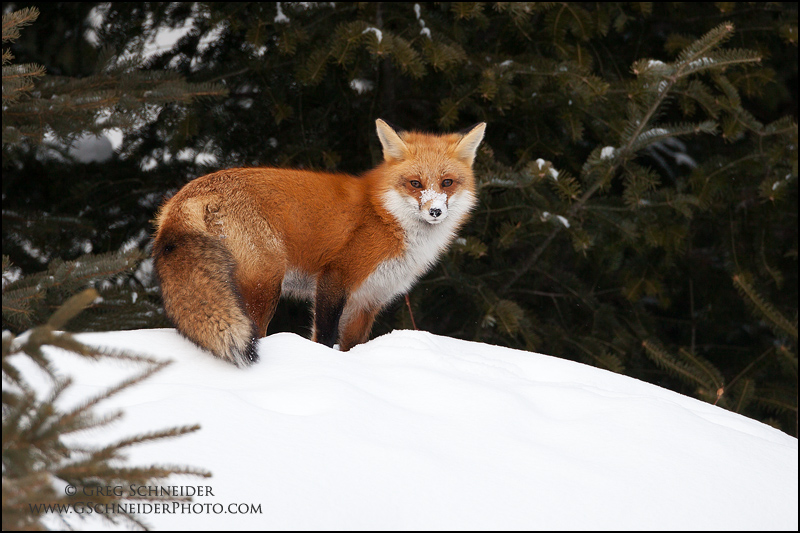 Fox at forest's edge