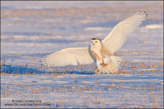 Snowy Owl landing at sunset