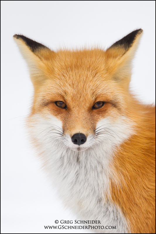 Red Fox Portrait