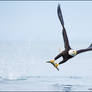 Bald Eagle snatch