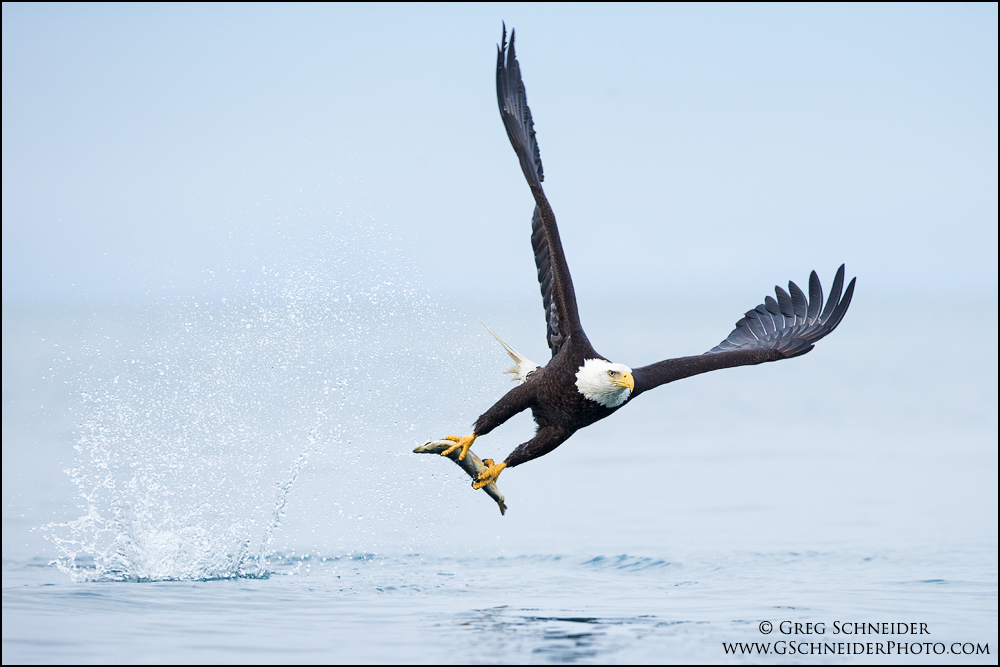 Bald Eagle snatch