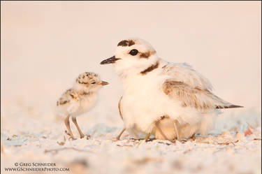 Snowy Plover with chicks