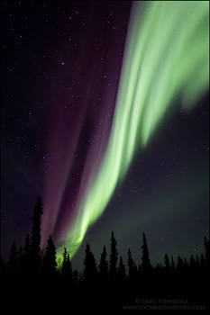 Northern lights above spruce foreground