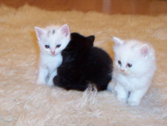 kittens x