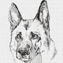 German-Shepherd