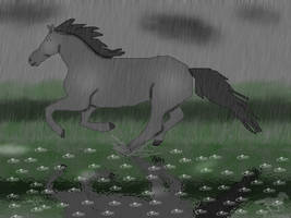 Black Horse in rain