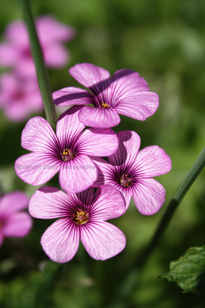 vibrant pink