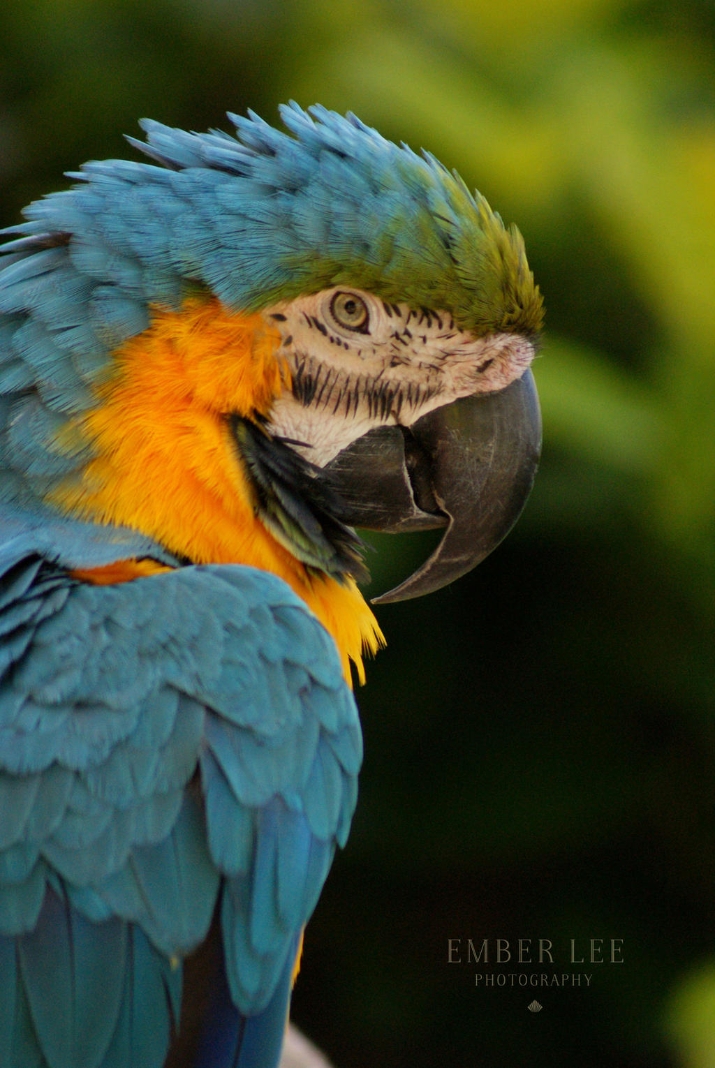 Macaw