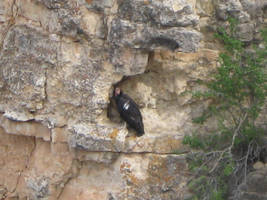 Grand Canyon Cliff Dweller