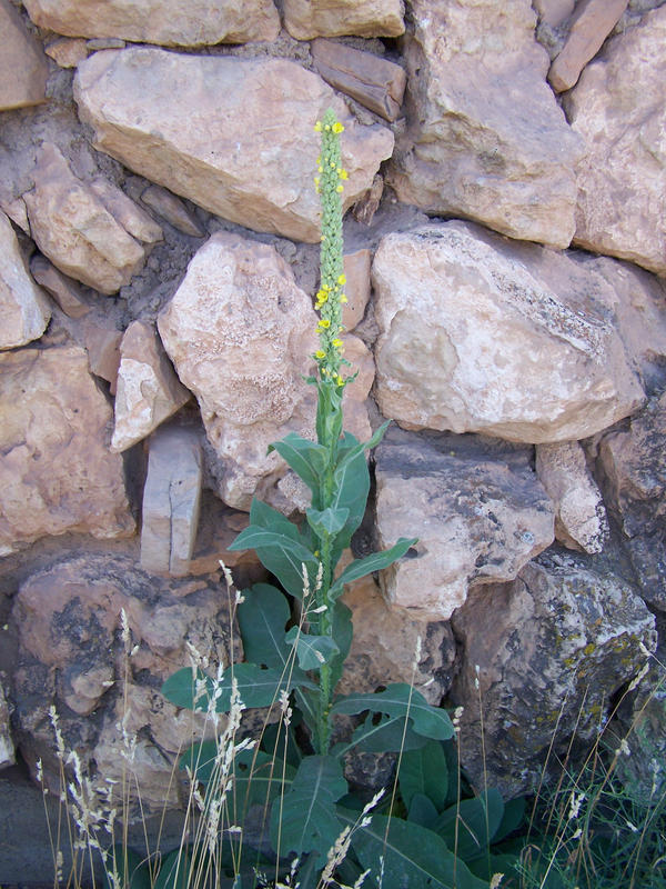 The Common Mullein