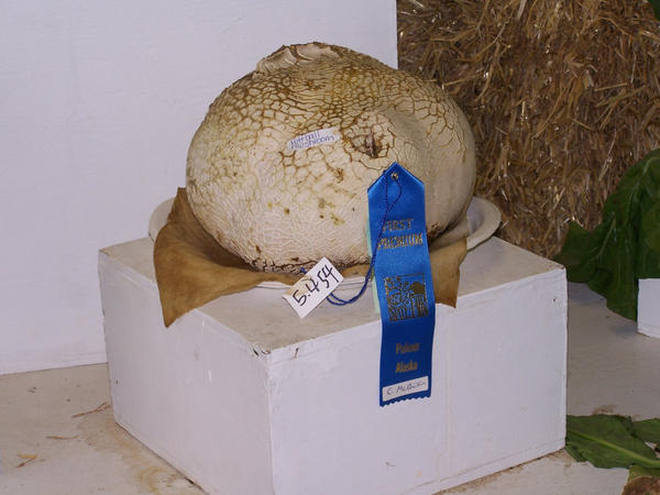 Giant Puffball Mushroom