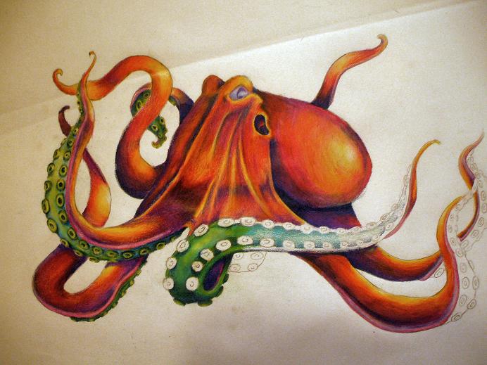 Octopus